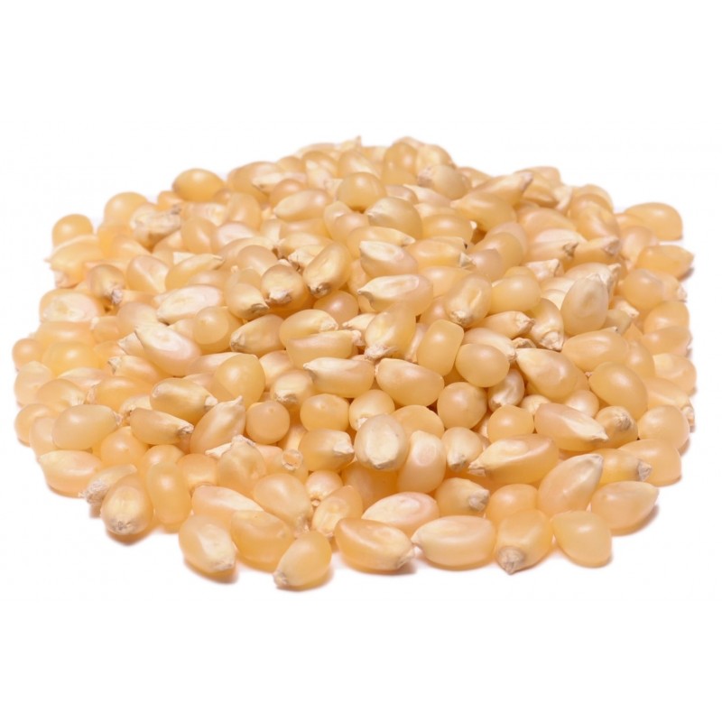 Popcorn White